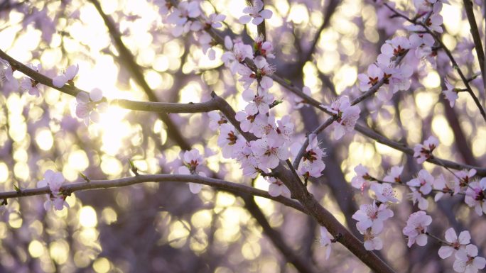 原创4k风吹桃花小蜜蜂