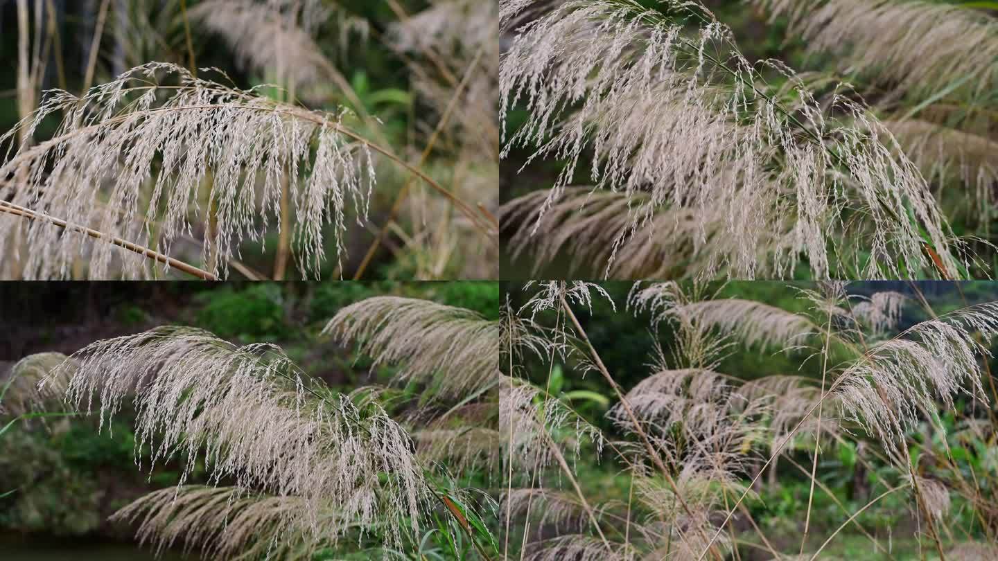 【原创实拍】自然风景在山脚下的芦苇花