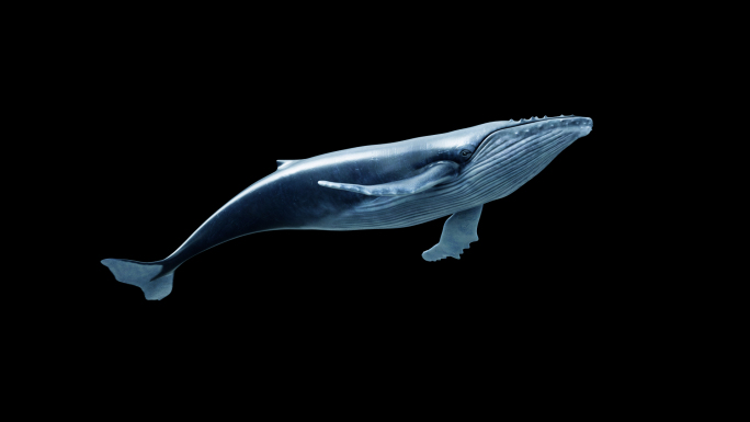 唯美鲸鱼游动带通道
