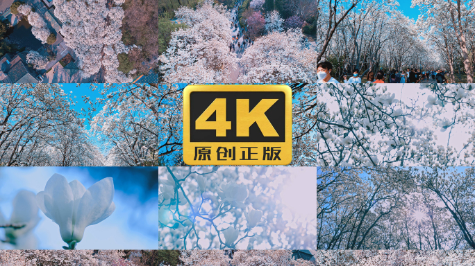 百花公园玉兰花大道4K