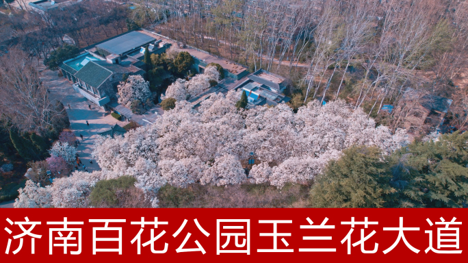 百花公园玉兰花大道4K