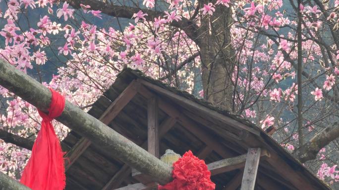 四川绵阳北川九皇山花溪景辛夷花