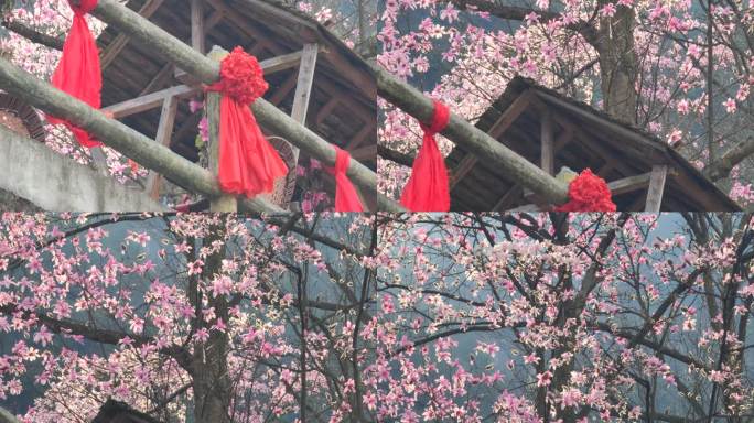 四川绵阳北川九皇山花溪景辛夷花