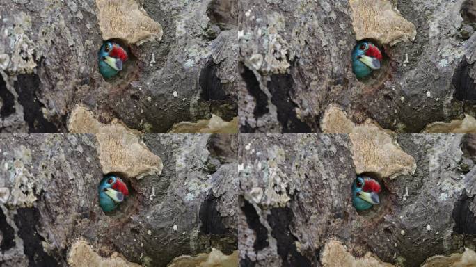洞中拟啄木鸟特写镜头视觉