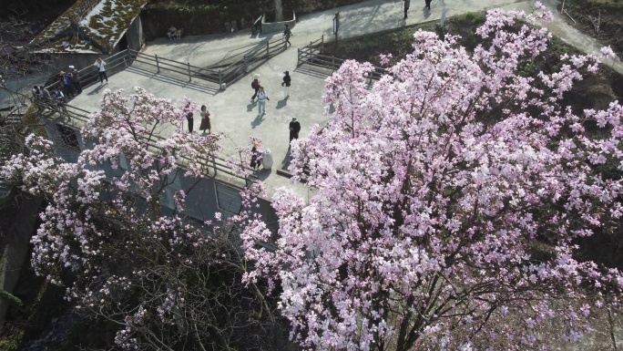 四川绵阳北川花溪景辛夷花航拍