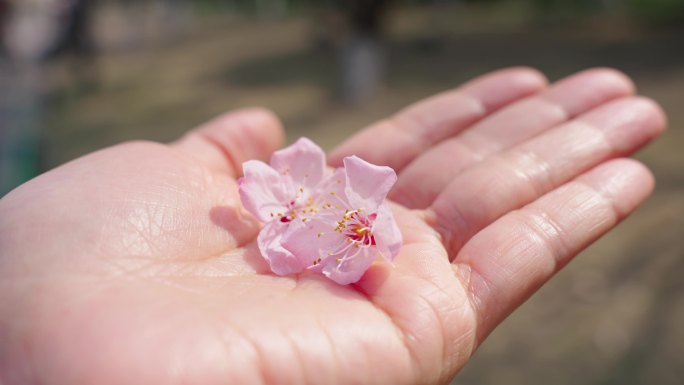 杏花  春暖花开