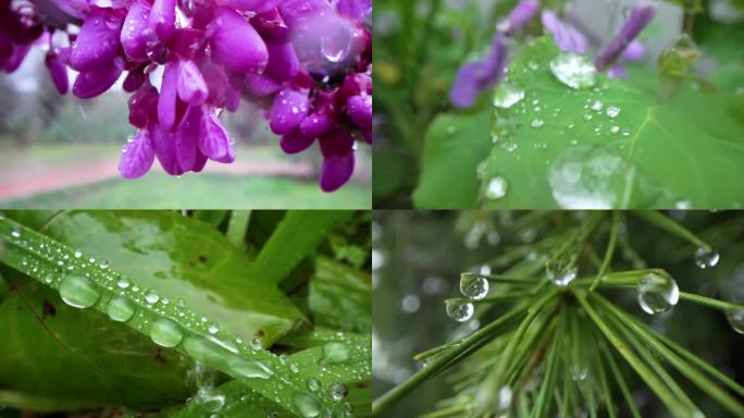 雨滴水滴春雨谷雨惊蛰花瓣雨水水珠万物复苏