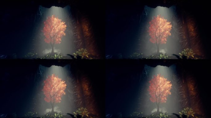 【4k】山洞树视频素材
