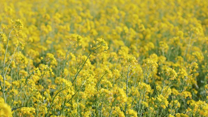 4K春天阳光明媚金黄油菜花蜜蜂采蜜