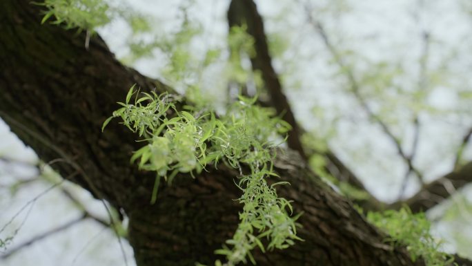 柳树 柳枝 柳叶 柳条