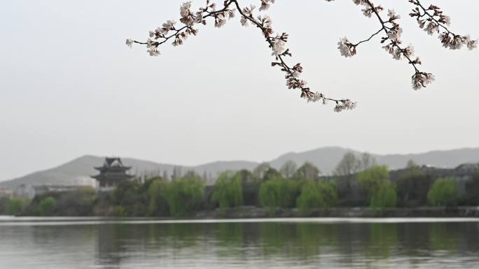 襄阳古城护城河春天樱花盛开城市自然风光