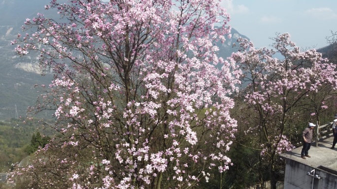 四川绵阳北川花溪景辛夷花航拍