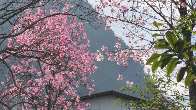 四川绵阳北川九皇山花溪景辛夷花