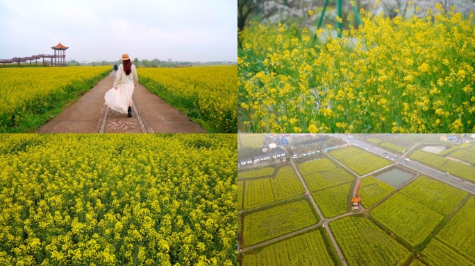 春天油菜花海