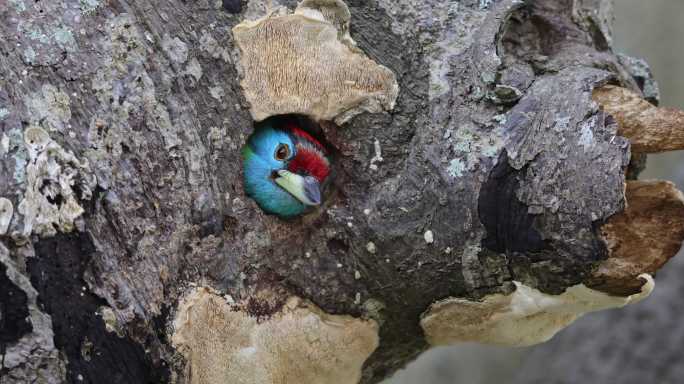 色彩丰富的拟啄木鸟羽毛