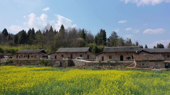 宜昌南岔湾石屋村落油菜花盛开春光美