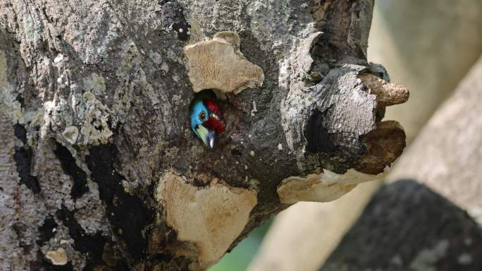 蓝喉拟啄木鸟在洞口观望
