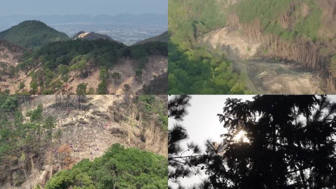 4k重庆缙云山植树节志愿者