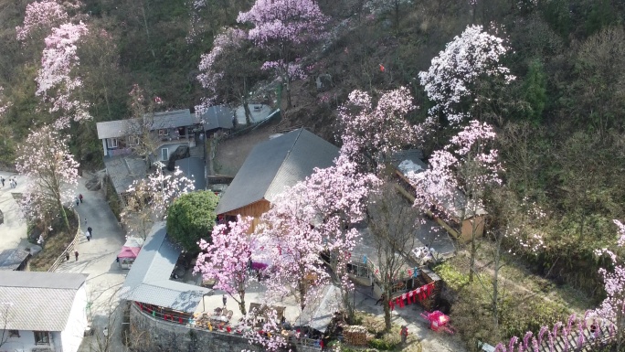 四川绵阳北川花溪景辛夷花航拍