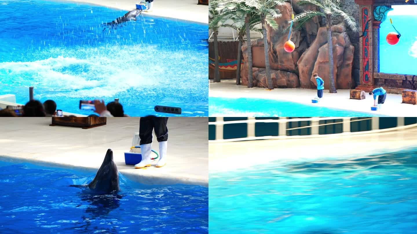 海豚游泳表演升格
