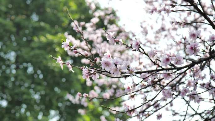 桃花意境空镜头小清新