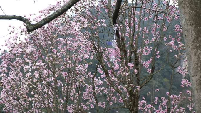 四川绵阳北川九皇山花溪景辛夷花