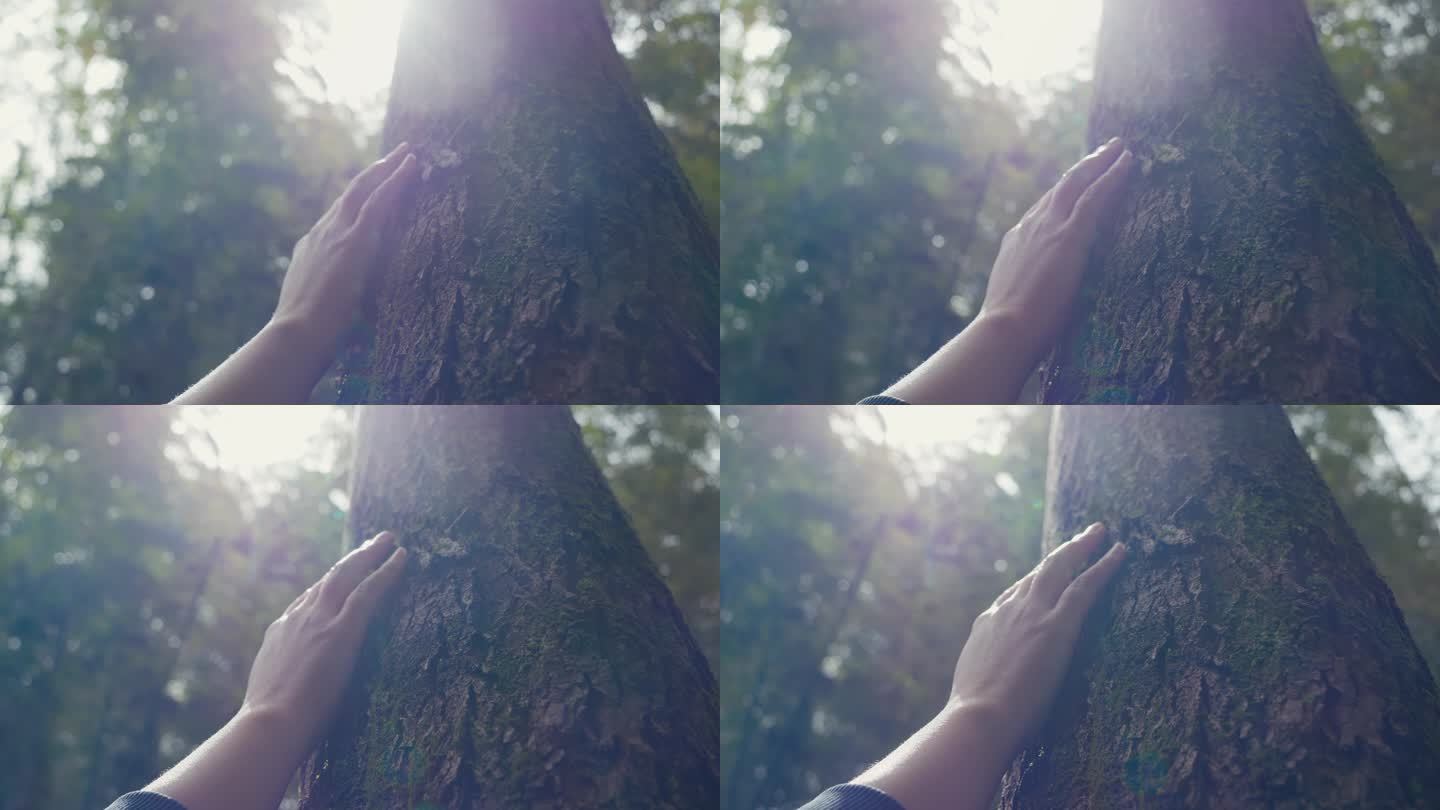 树林里女孩手抚摸树干