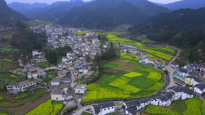 新农村油菜花田