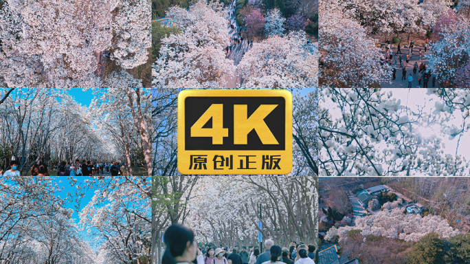 玉兰花春天花开4K