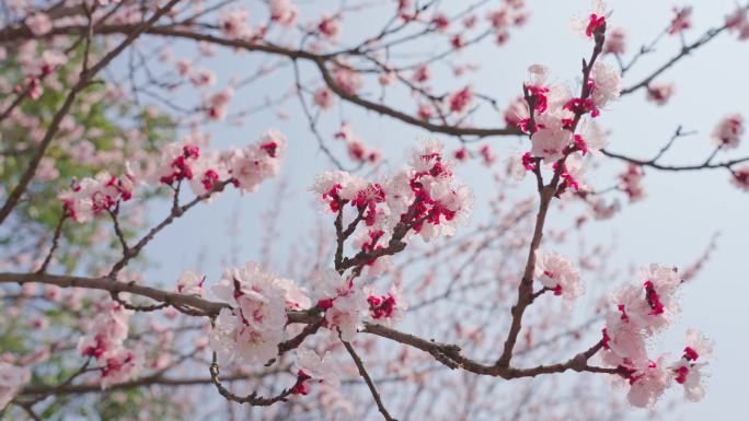 杏花 春暖花开