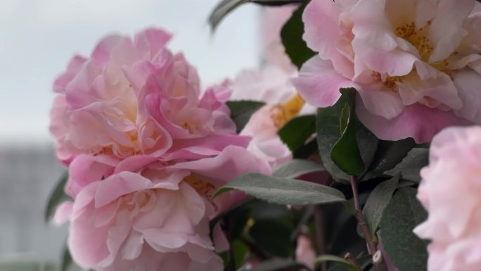 茶花大朵花朵山茶花唯美艳丽花朵