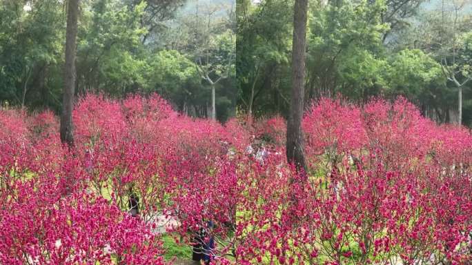 高清竖屏航拍青秀山桃花