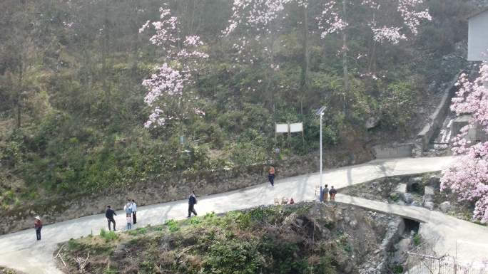 四川绵阳北川花溪景辛夷花航拍