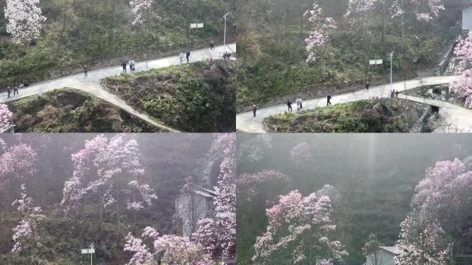 四川绵阳北川花溪景辛夷花航拍