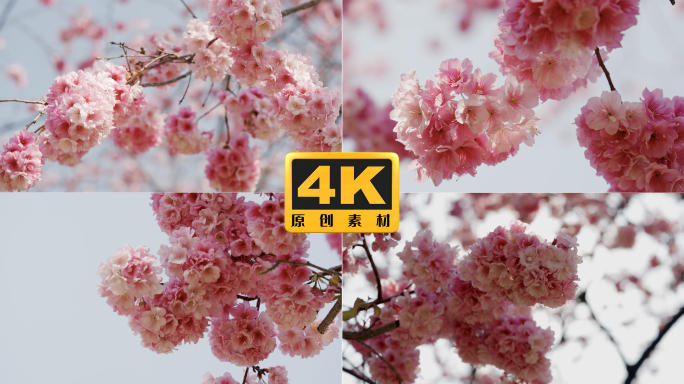 4K-樱花盛开，樱花怒放，春天樱花