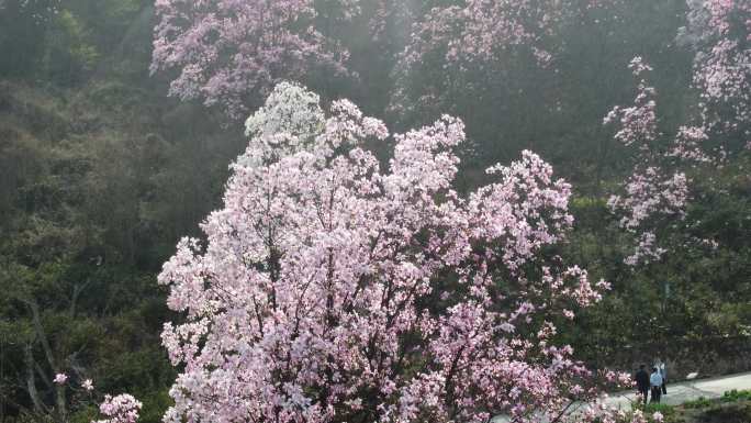 四川绵阳北川花溪景辛夷花航拍