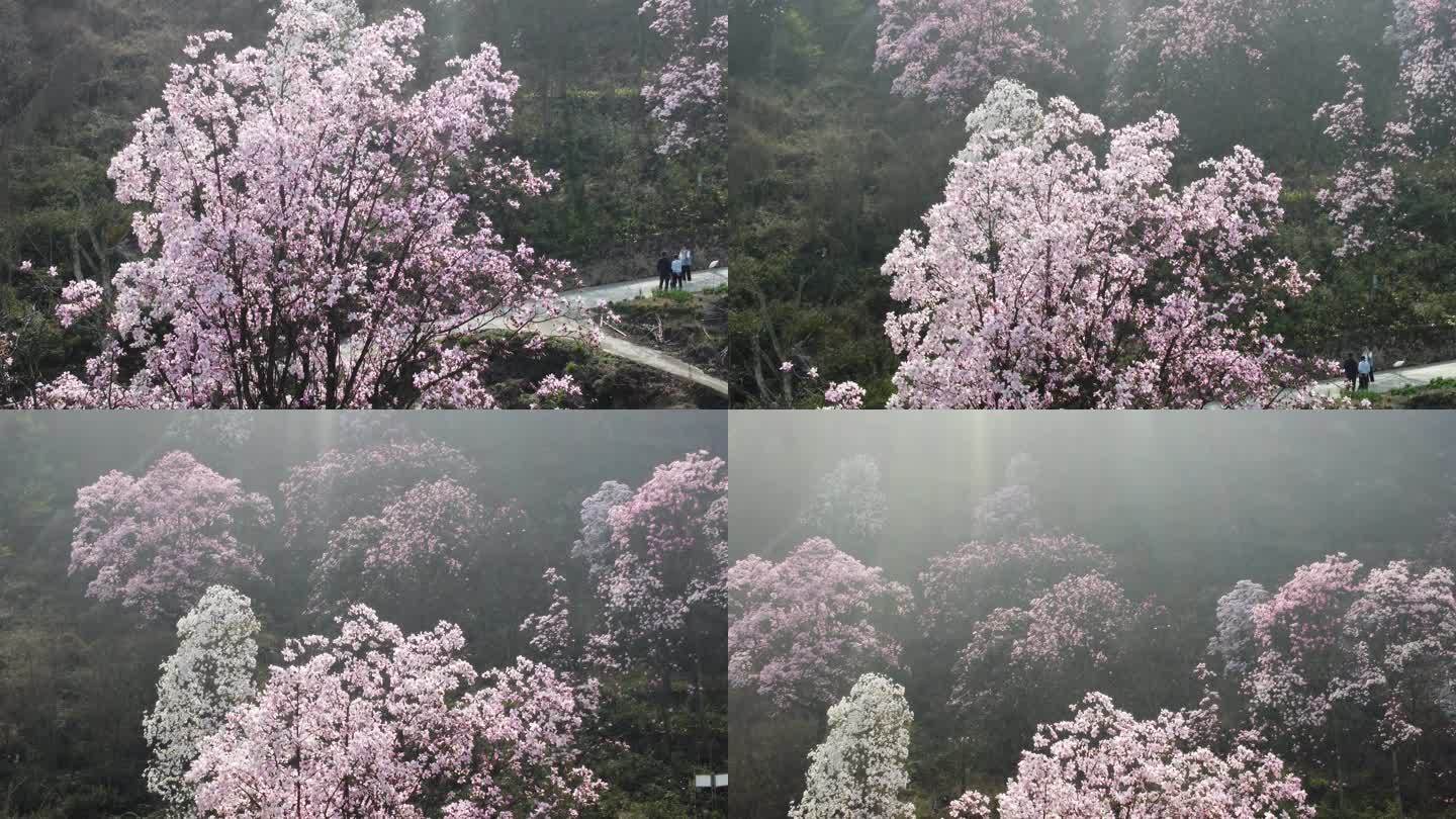 四川绵阳北川花溪景辛夷花航拍