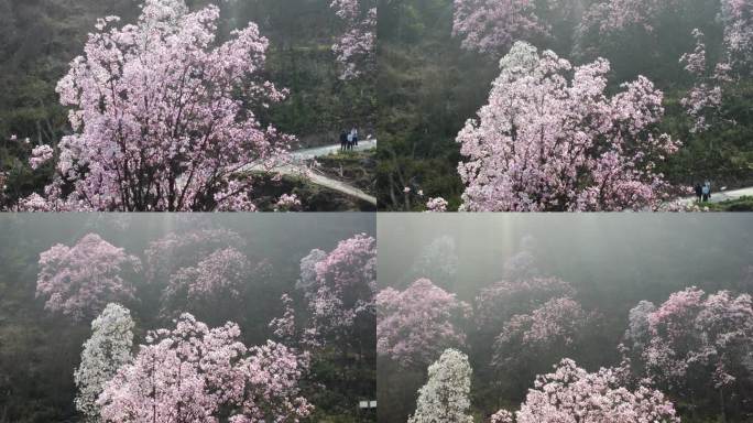 四川绵阳北川花溪景辛夷花航拍