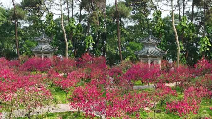 高清竖屏航拍青秀山桃花