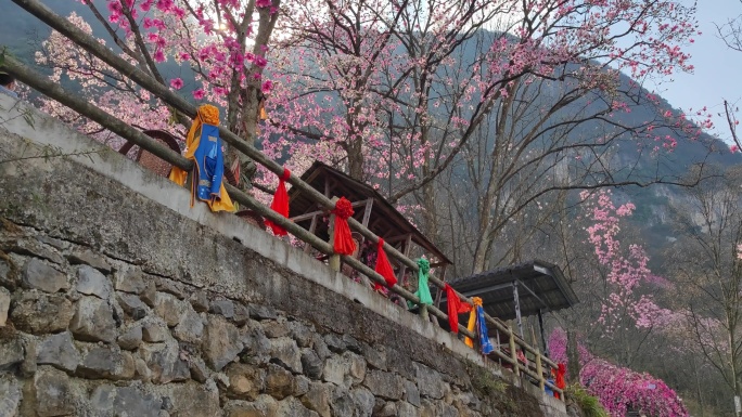 四川绵阳北川九皇山花溪景辛夷花