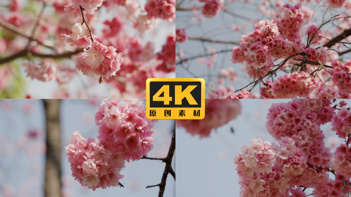 4K-樱花盛开，樱花怒放，蜜蜂采蜜