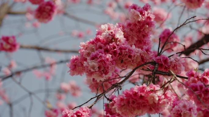 4K-樱花盛开，樱花怒放，蜜蜂采蜜