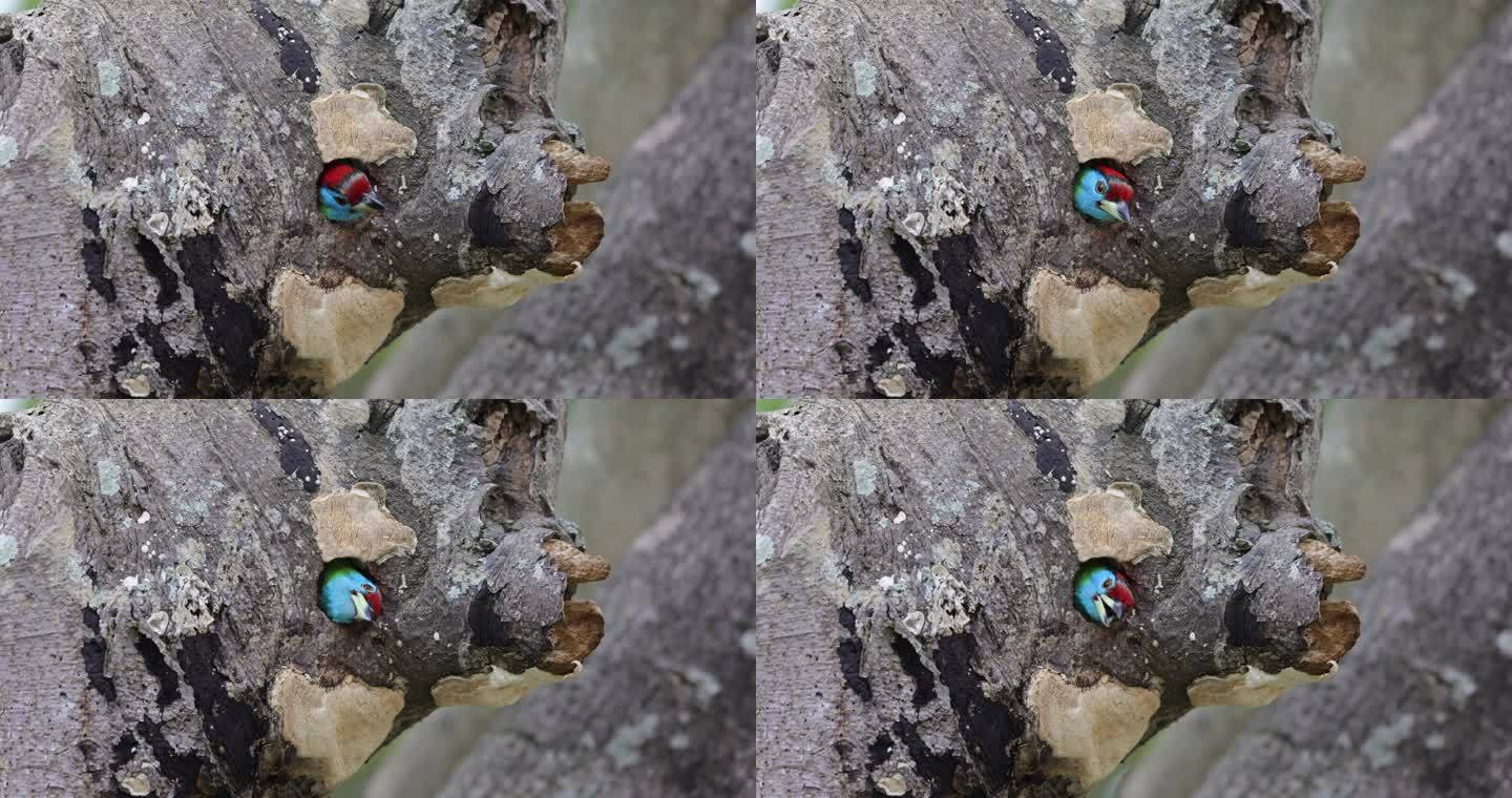 啄木鸟在鸟洞口的升格视频