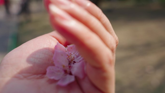 【合集】杏花 春暖花开 赏花