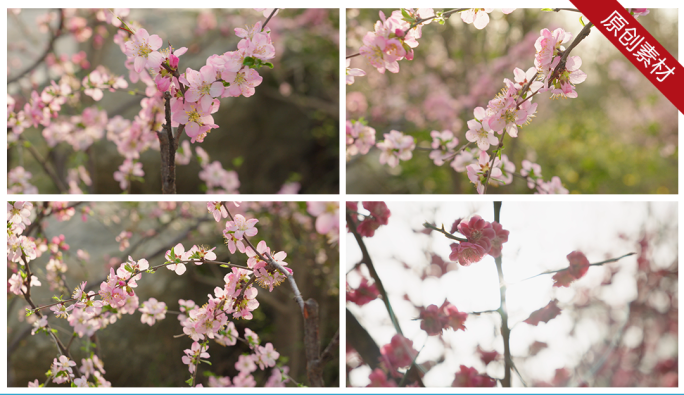 春天开花竹林