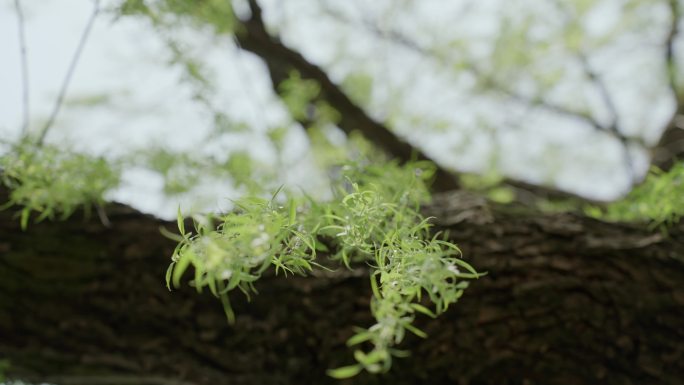 柳树 嫩柳 柳条 春天