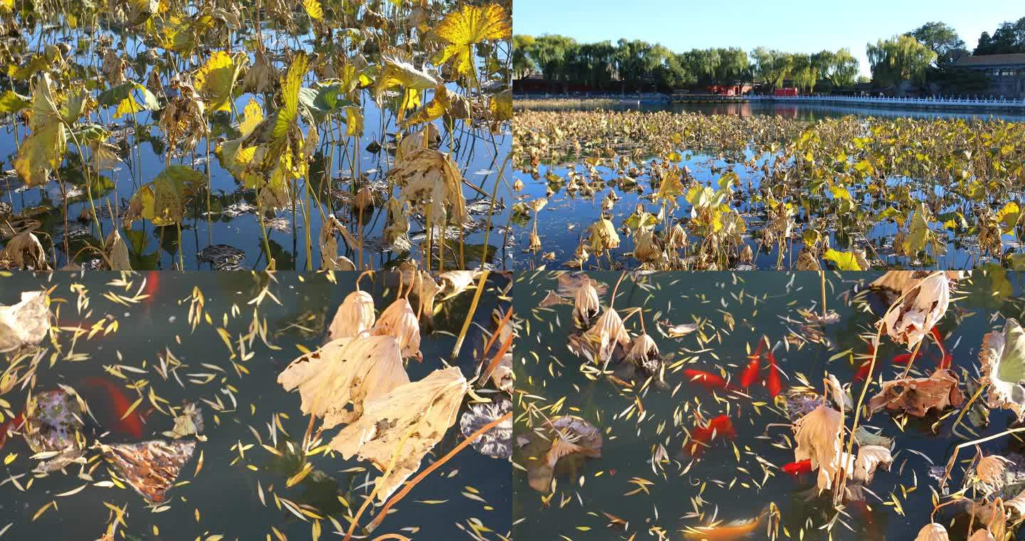 秋天荷塘荷叶金黄色荷叶观赏鱼视频素材
