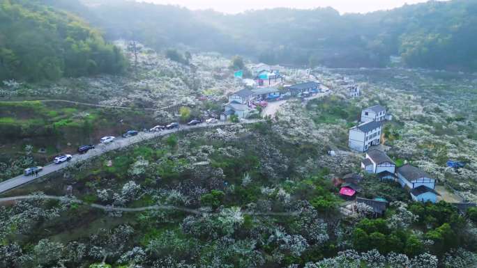 大足龙岗街道观音岩李花