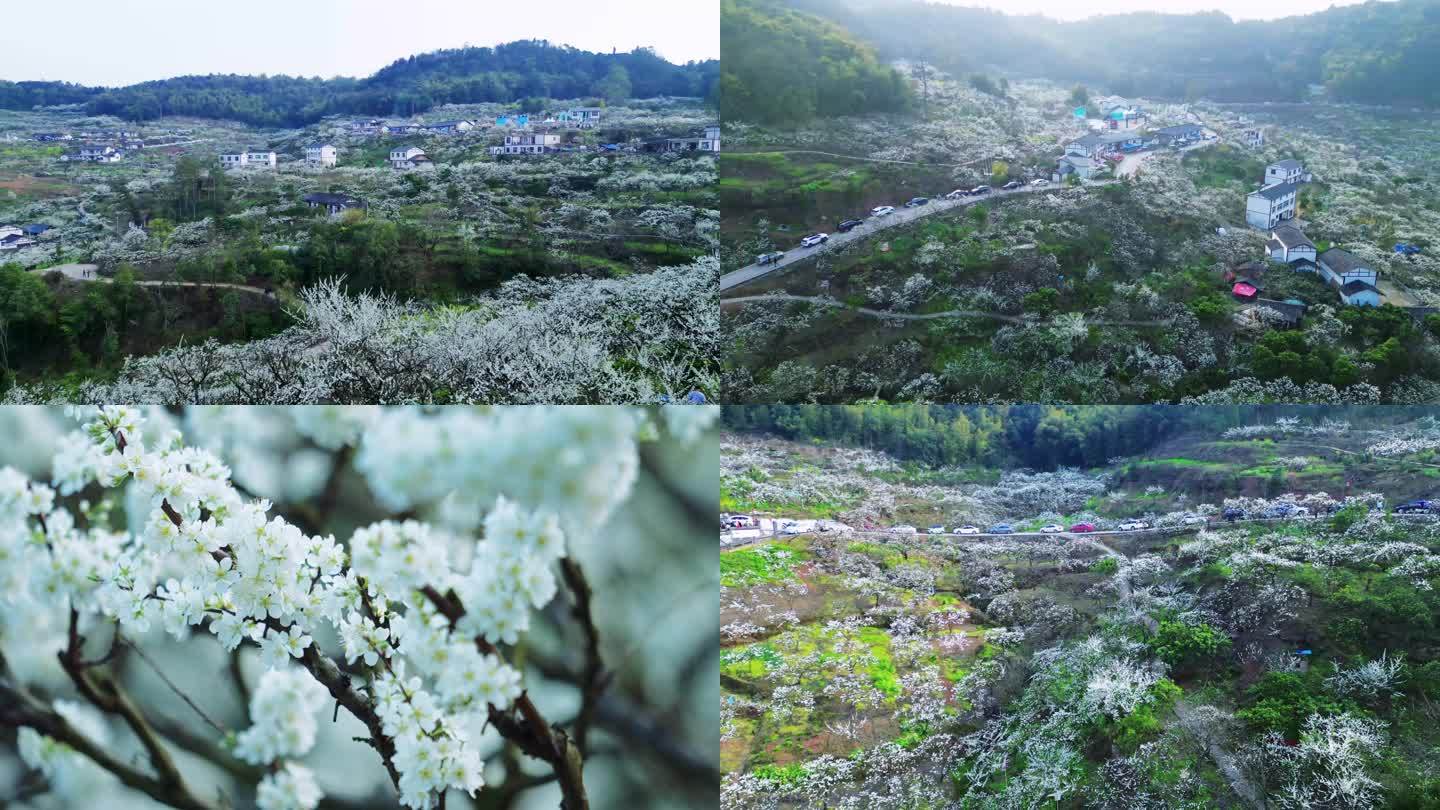 大足龙岗街道观音岩李花