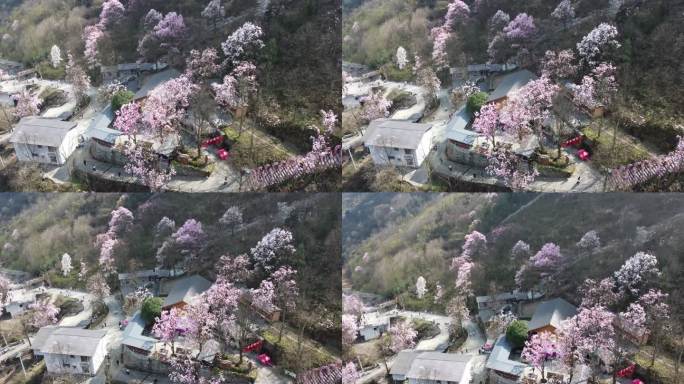 四川绵阳北川花溪景辛夷花航拍